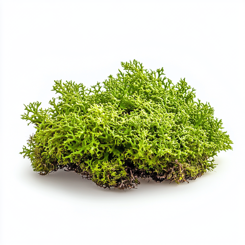 VETIMOSS