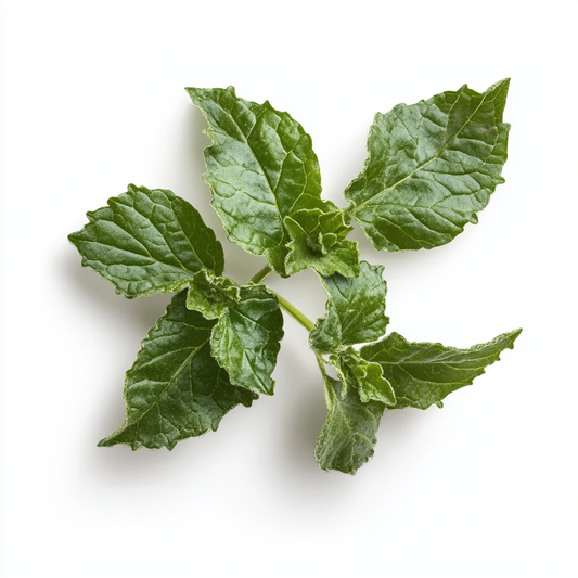 PATCHOULI ESSENTIAL OIL