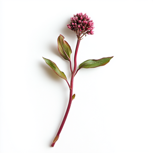 SPIKENARD ESSENTIAL OIL